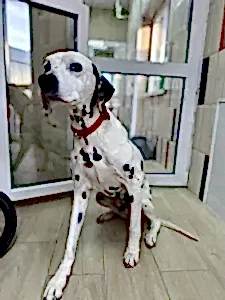 Передержка далматинца Рокки