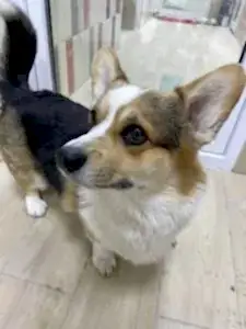 Передержка корги Каспера