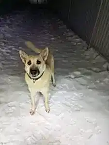 Передержка метиса Майка