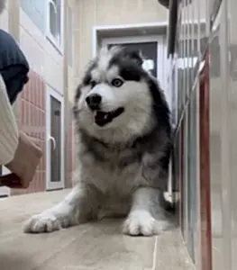 Передержка сибирской хаски Хэппы