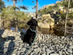 Передержка той пуделя Тефы