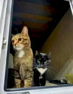 Передержка котов Шипы и Жака