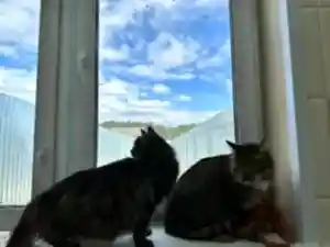 Передержка котов Томаса и Макса