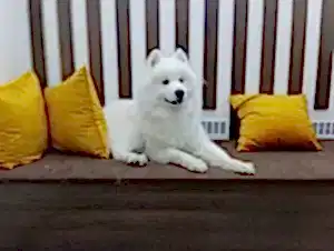 Экспресс линька Миши