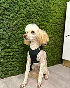 Груминг пуделя Джои