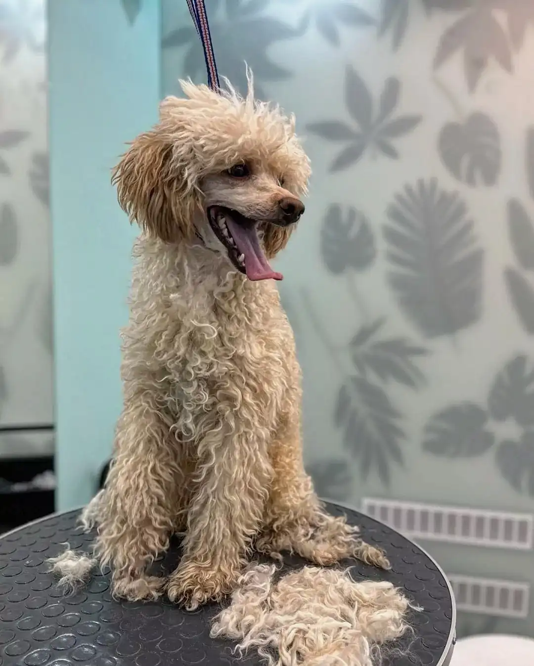 Домашний груминг: это важно знать