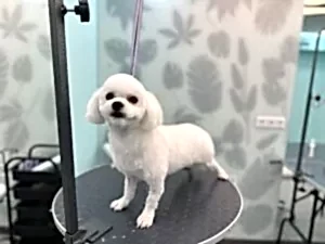Груминг бишон фризе Ньюта