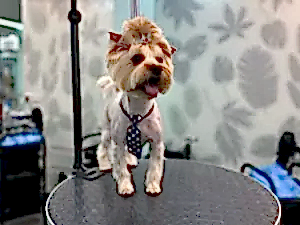 Груминг йорка Кекса