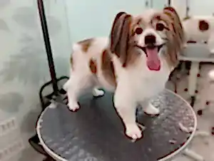 Груминг папильона