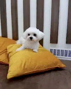 Груминг мальтезе-мальтипу Юни