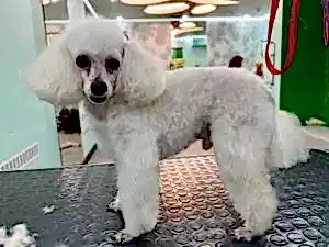 Груминг пуделя Фунтика