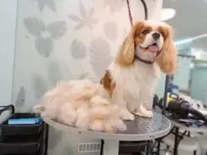 Экспресс линька кинг чарльз спаниеля Яши