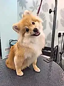 Груминг померанского шпица Яши