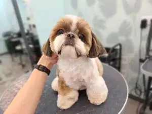 Стрижка ши-тцу Ричи