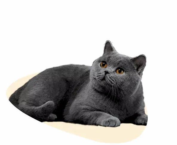 Где оставить кота на время отпуска?