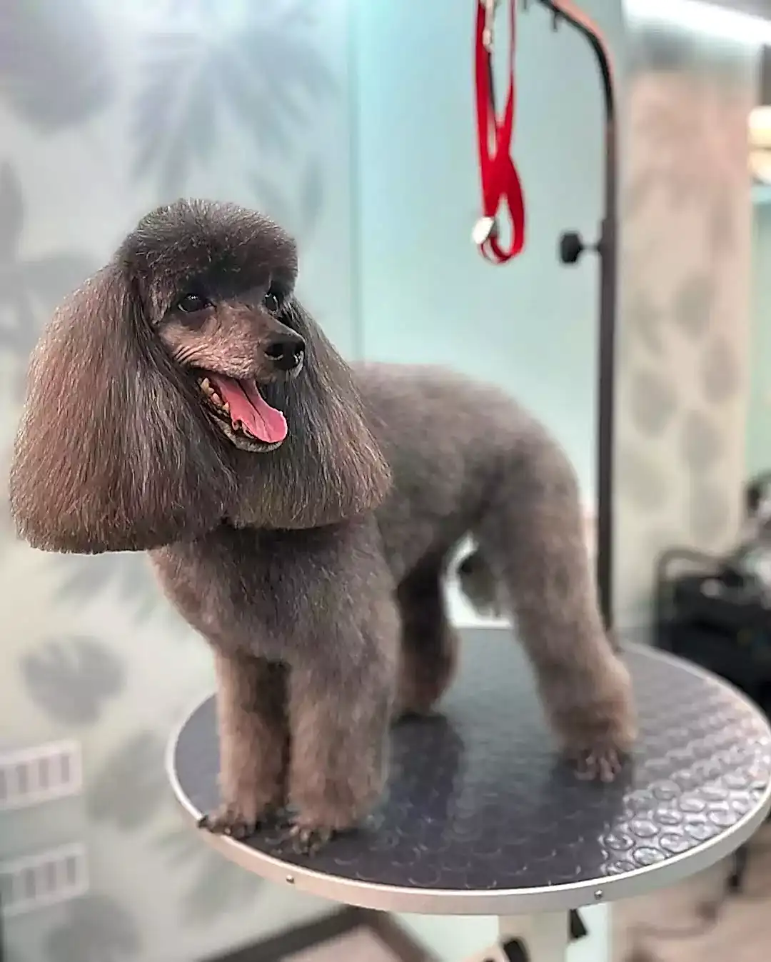 Окрашивание шерсти собак: что важно знать