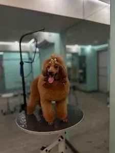 Пудель Феникс